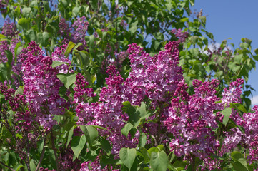 Lilac selective focus