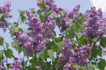 Lilac selective focus