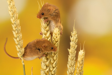 Two little harvest mice climbing on some wheat
