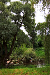 calm river in forest