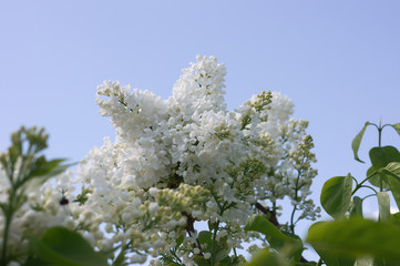 Lilac selective focus