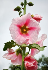 mallow flowers