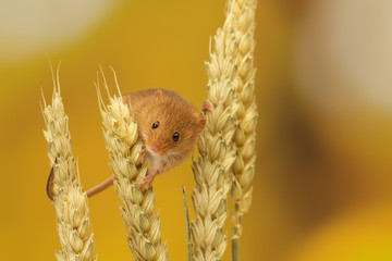 A little harvest mouse on some wheat © bridgephotography