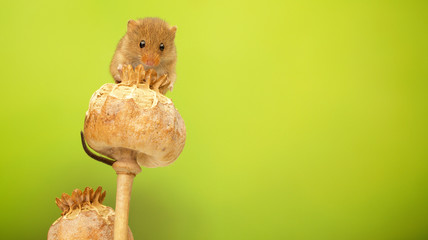 A little harvest mouse on a poppy seed head