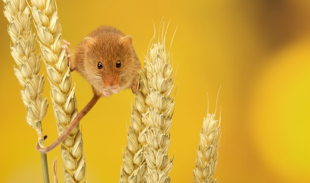 A little harvest mouse climbing on some wheat