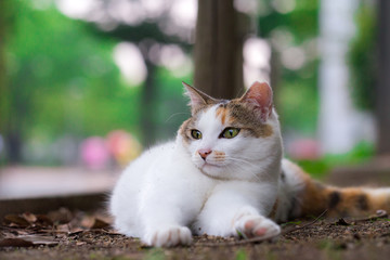 前脚を伸ばしてリラックスするのらねこ