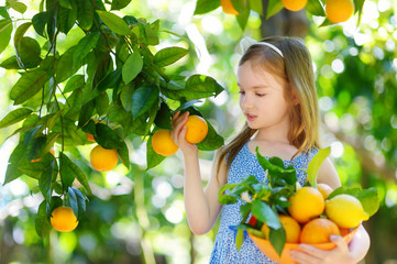 Adorable little girl picking fresh ripe oranges