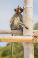 Monkey on the bamboo stick.