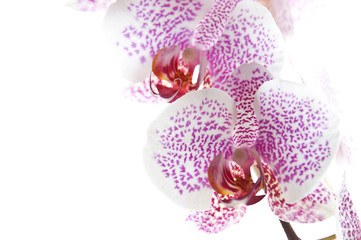 Zarte Orchideenblüten