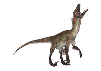 Dinosaur Utahraptor