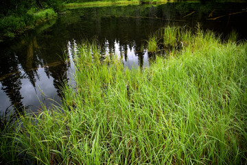 Wetland Marsh - Manning Provincial Park, Canada