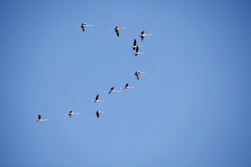 Stormo di fenicotteri in volo