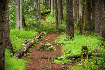 A Path Through the Woods