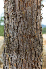 Fototapeta premium Pinie Baumstamm Macroaufnahme