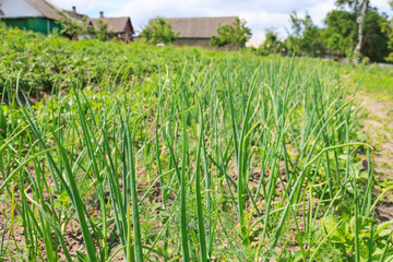 Bed of onions