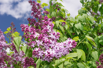 Obraz premium Lilac selective focus