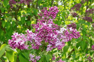 Obraz premium Lilac selective focus