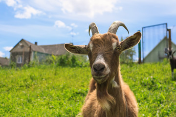 Haired goat on the farm