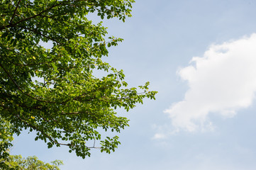 green leaves and branches with blue sky