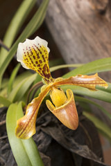 paphiopedillum © Haz