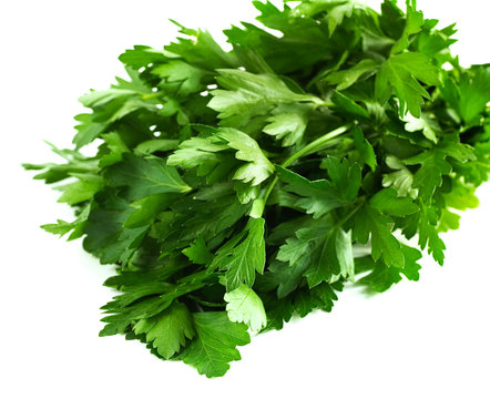 Bunch Italian Parsley Isolated On White. 