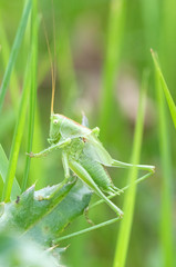 Heupferd, Heuschrecke