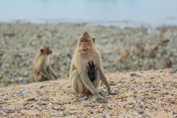 Fototapeta premium Crab-eating macaque.