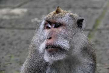 Affengesicht