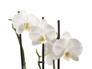 Fototapeta na wymiar The white orchids