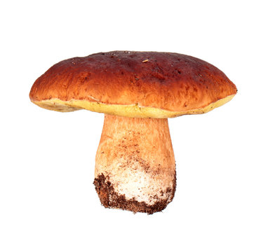 Mushroom: Boletus edulis