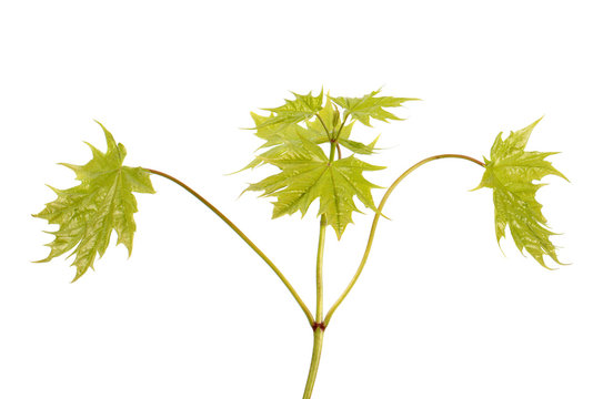 Young maple branch