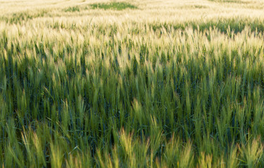 Field of barley in the warm evening sun