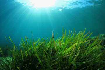 Naklejka na ściany i meble Underwater background of green sea grass and blue water