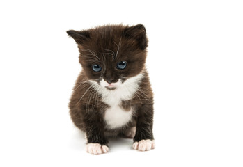 kitten isolated