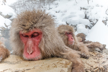 Obraz premium 温泉のおさるさん Monkeys and snow-see viewing hot spring