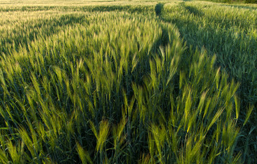 Field of barley in sunset time