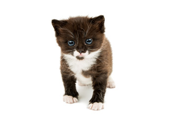 kitten isolated
