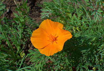 Obraz premium orange flower