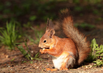 Naklejka na ściany i meble A squirrel eating the nut