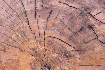 close-up wood cut tree trunk texture