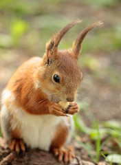 Fototapeta premium A squirrel eating the nut