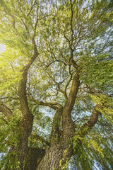 Obraz premium Big Tree