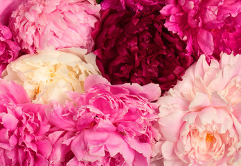 Different color peonies
