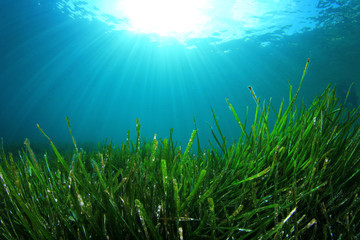 Unterwasserhintergrund aus grünem Seegras und blauem Wasser © Richard Carey