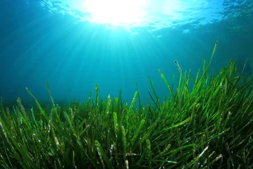 Unterwasserhintergrund aus grünem Seegras und blauem Wasser © Richard Carey