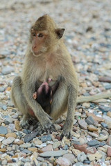 Crab-eating macaque.