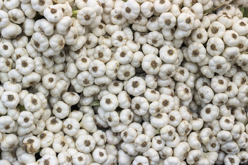 Garlic in farmer market