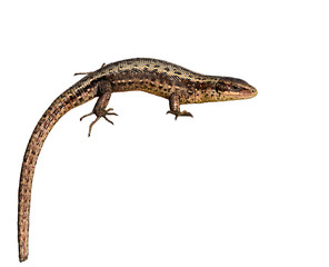 Naklejka premium Lizard