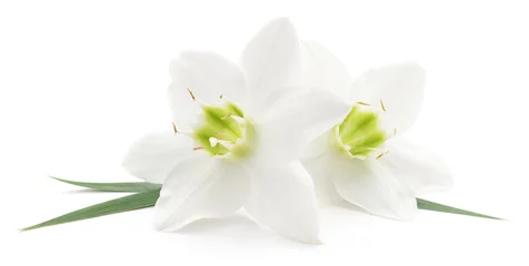 Crédence de cuisine en verre imprimé Fleurs White flowers