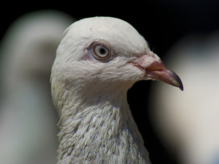 gołąb